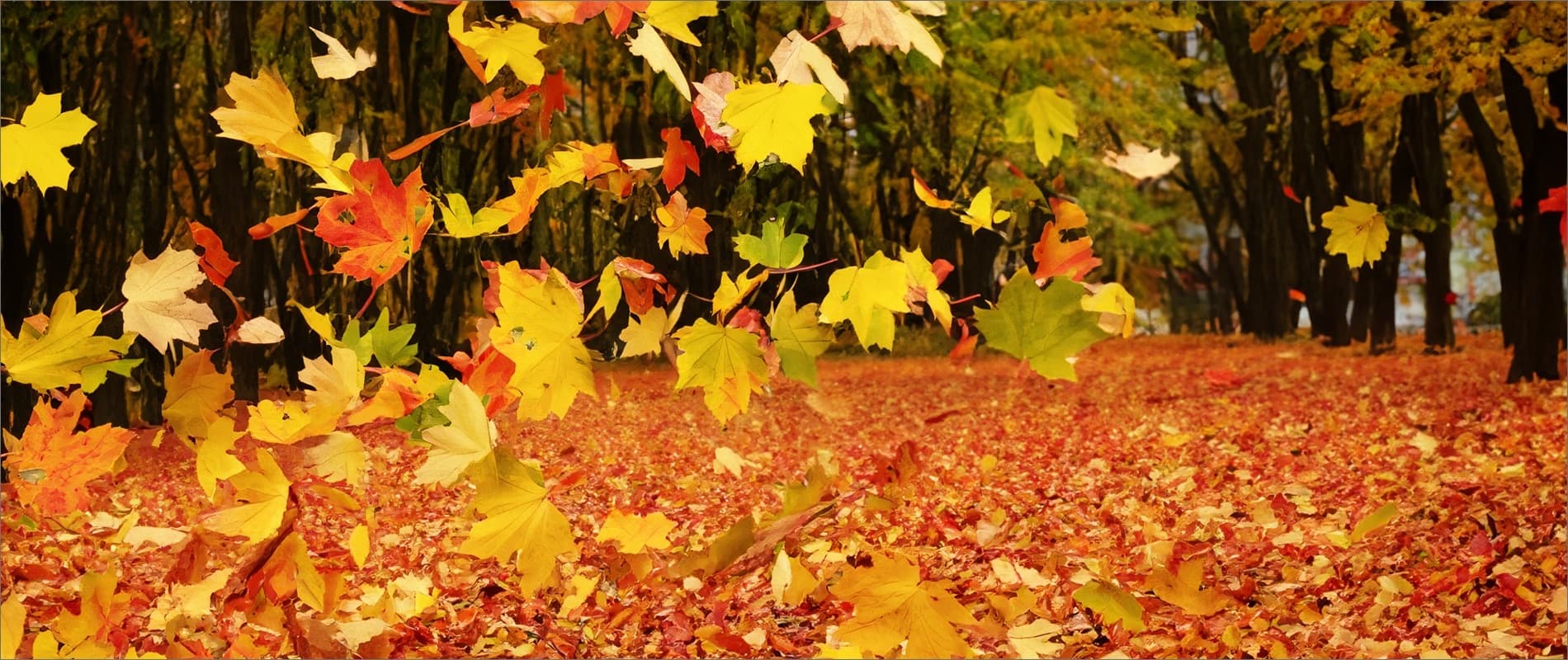 Your Fall Escape Awaits